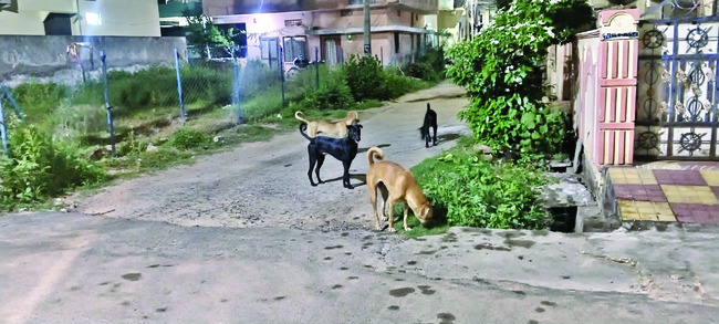 హడలెత్తిస్తున్న శునకాలు 1