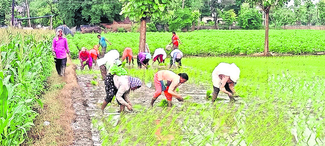 పంటలకు ప్రాణం1