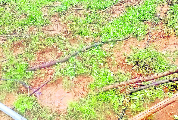 పంట పొలాలపై ఆగని గజ దాడులు
1