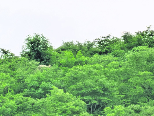 అతిథి అధ్యాపకపోస్టులకు దరఖాస్తులు
1