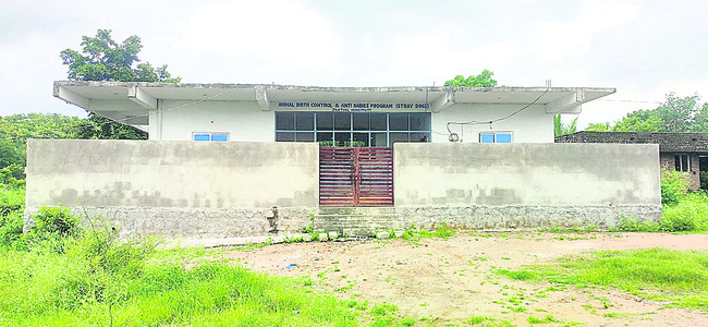 శునకాలతో భయంభయం1