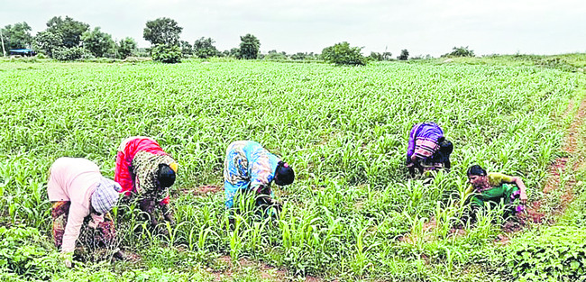 వర్షం కురిసే.. రైతు మురిసే 2