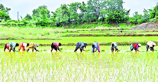 సాగుపై ఆశలు1