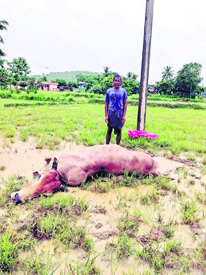 రామయ్య సేవలో దేవసేన2