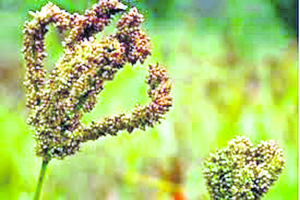 రాగి సాగు.. ఇకపై బాగు1
