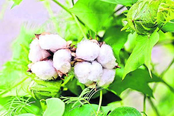 ముసురుతోనే సరి5