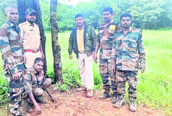 కొల్లాపూర్‌ రేంజ్‌లో 5 పెద్దపులులు 1