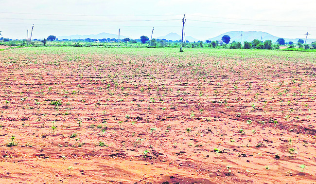 మొలకెత్తని ఆశలు 1