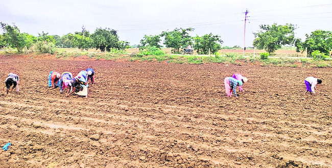 అదును దాటుతోంది.. ఆందోళన మొలకెత్తుతోంది!1