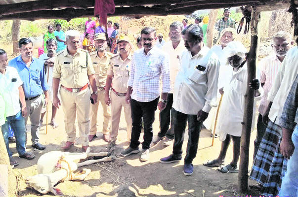 చిరుతల అలజడి1