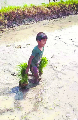 వరినాట్ల జోరు1
