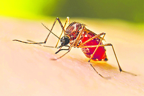 అప్రమత్తతతో డెంగీకి చెక్ 1
