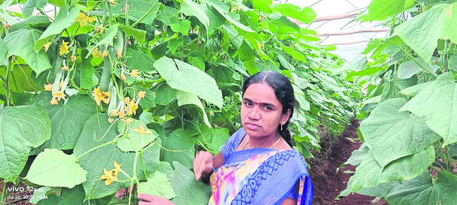 నవనీత.. సాగులో ఘనత1