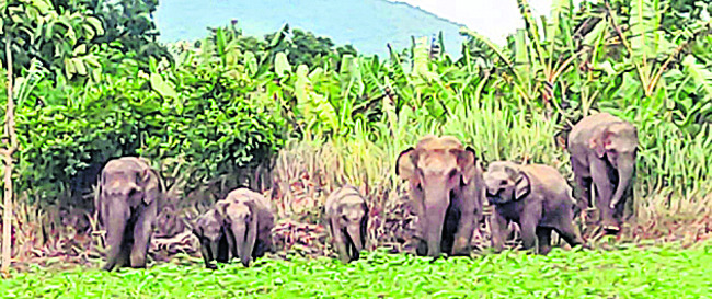 నానో యూరియా, డీఏపీతో అధిక దిగుబడులు1