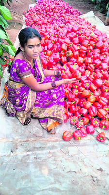నవనీత.. సాగులో ఘనత2