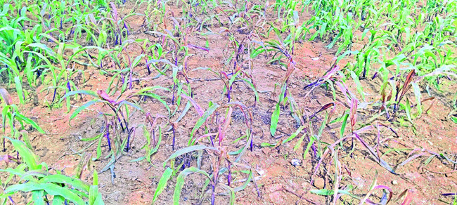 అడుగడుగునా ‘నకిలీ’ పురుగులు! 1