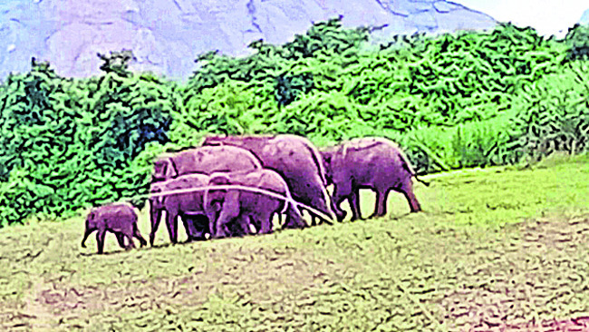 ఏనుగుల సంచారంతో బెంబేలు1