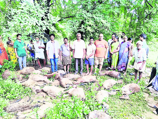 విద్యుత్‌ తీగలు తగిలి మూడు మేకల మృతి2