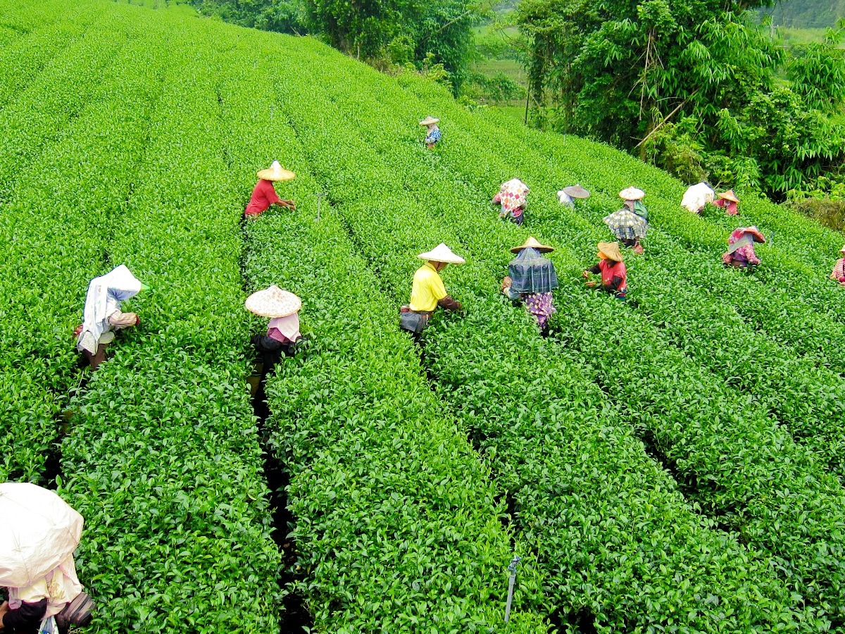 Darjeeling, which is at its lush peak during monsoon5