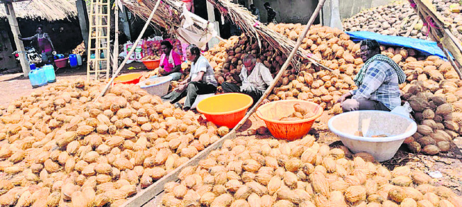 కొబ్బరి ధరహాసం 1