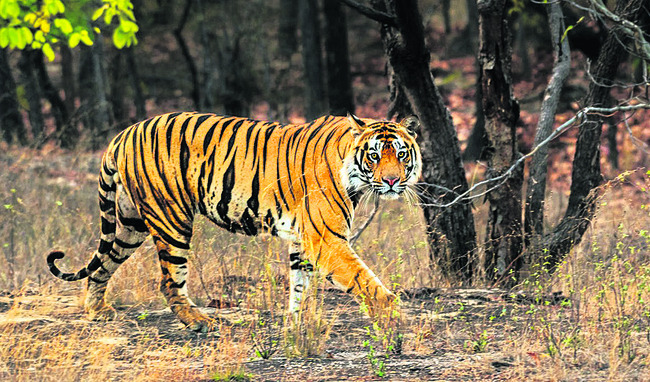 పులుల నేల 3