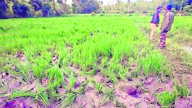 శేషాచలంలో గజరాజుల ఘీంకారం1