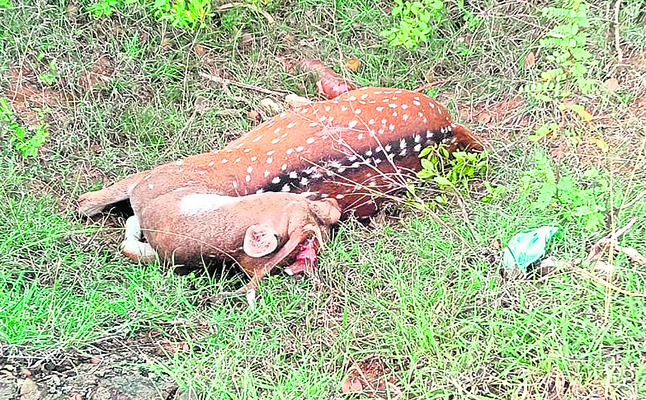 చుక్కల జింక మృతి 1