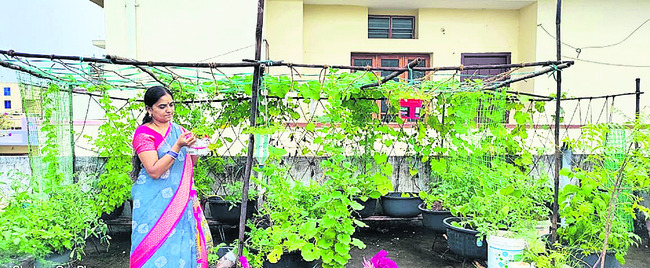 డాబాపై కూరగాయల సాగు1