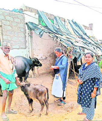 తగ్గిన పశు సంపద!1