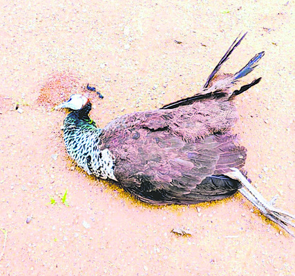 నేడు డయల్ యువర్ డీఎం
2
