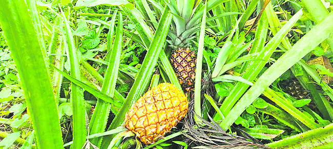 ఇక్కడ రూ.101