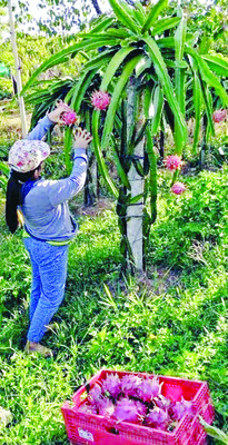 విదేశీ పండ్లకు భలే గిరాకీ3