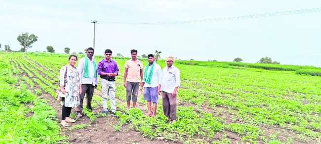 కలుపు నివారణకు మందులు పిచికారీ చేయాలి 2