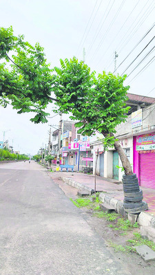 చెట్టుకు టైర్ల కవచం !1