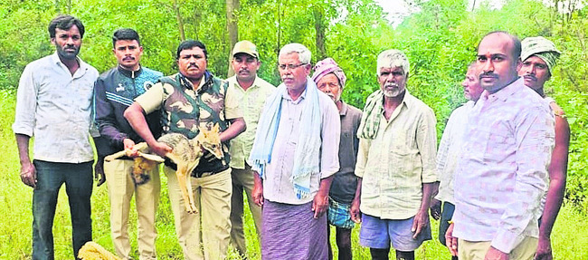 బావిలోకి పడ్డ నక్క 1