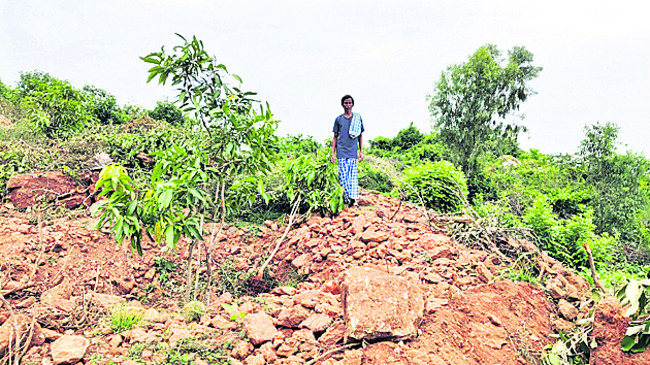 పోడు పంటలకు ముప్పు
1