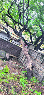 అధ్వానంగా కార్యాలయ ఆవరణ 1