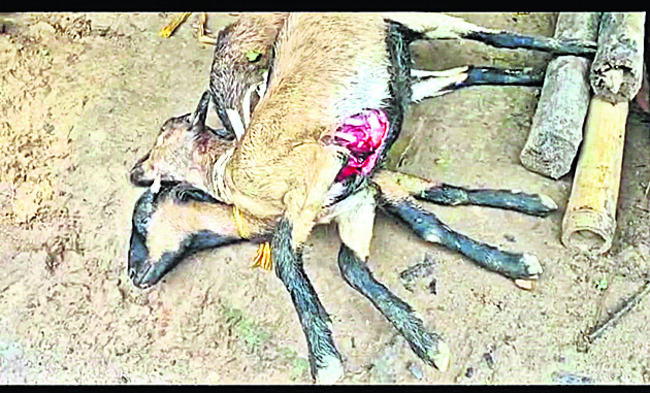 రోడ్డు ప్రమాదంలో మహిళా కానిస్టేబుల్ మృతి 1