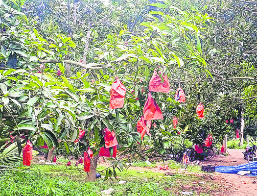 పనస.. ‘ఫల’ప్రదం
2