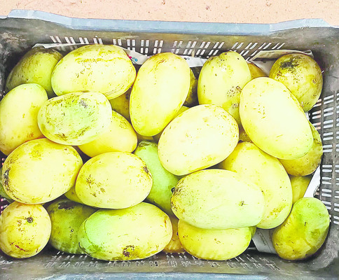 పనస.. ‘ఫల’ప్రదం
1