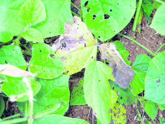 అపరాల సాగులో చీడపీడలు, నివారణ మార్గాలు1
