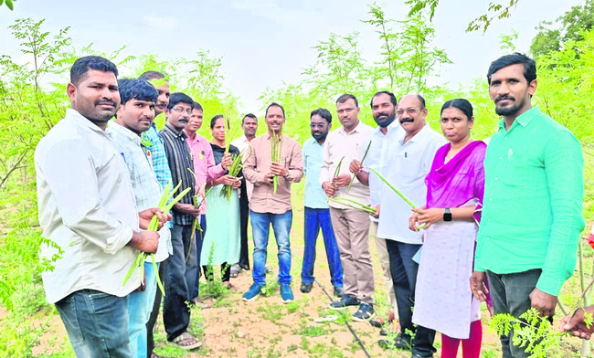 మునగ తోట రైతులకు ఉపాధి2