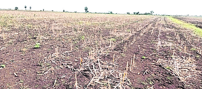కౌలుకోలేని దెబ్బ1