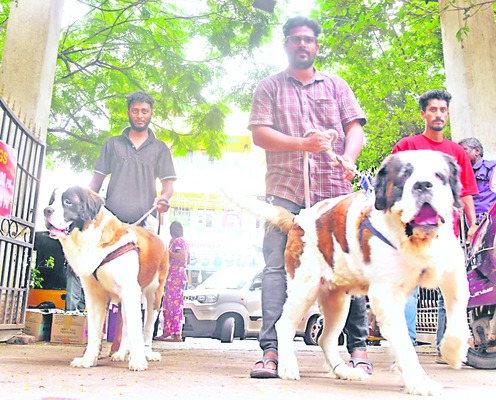 ప్రేమతో.. టీకా! 3