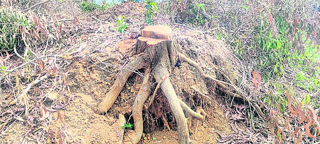 కలప దొంగల మాయాజాలం 2
