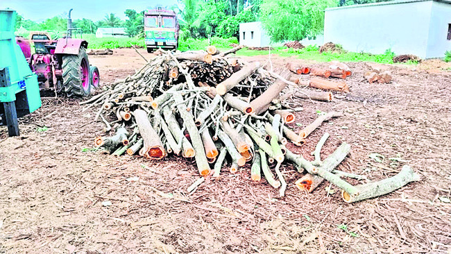 కలప దొంగల మాయాజాలం 1