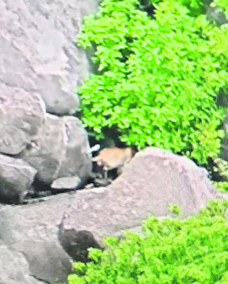 చిరుత జాడలు కనిపెట్టిన అధికారులు 1
