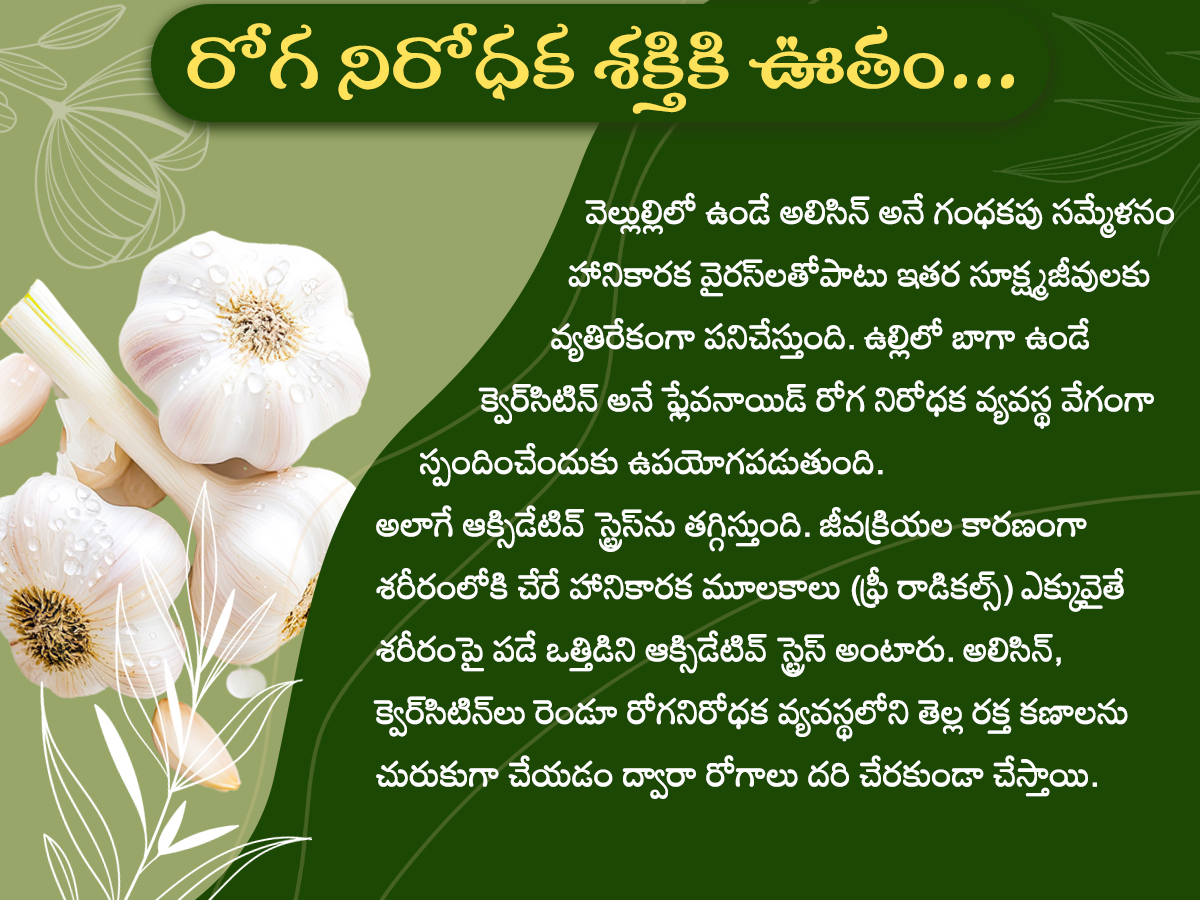 Health Tips : Health Benefits of Garlic Photos2