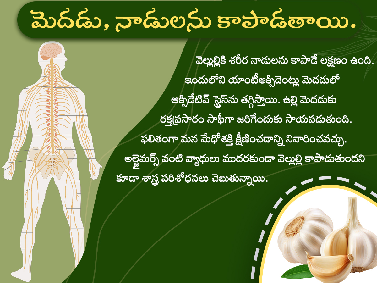Health Tips : Health Benefits of Garlic Photos5