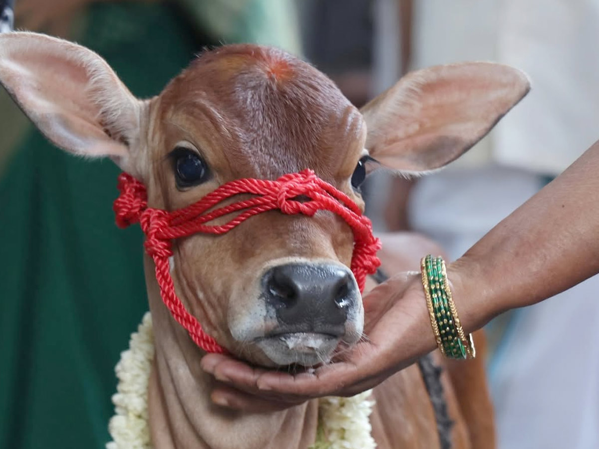 Tejasvi Surya, Sivasri Skandaprasad welcome New family member Beautiful Punganur cow Photos3
